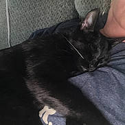 Kittykitty joined the competition — help win amazing prizes! cat, black_cat, sleeping, resting, pet, animal, feline, whiskers, ears, paws, fur, couch, lap, clothing, blue_fabric, indoor, cozy, relaxed, closeup, nap