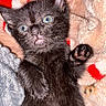 black_cat, kitten, cat, pet, animal, furry, whiskers, blue_eyes, green_eyes, paw, claws, close_up, portrait, lying_down, blanket, soft_texture, indoors, cute, wide_eyed, flash_photography