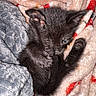 Kittykitty joined the competition — help win amazing prizes! kitten, cat, black_cat, fur, paw, claws, blue_eyes, sleeping, cozy, blanket, soft, snuggled, indoor, close_up, pet, cute, fluffy, relaxed, portrait, animal