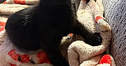 Kittykitty joined the competition — help win amazing prizes! black_cat, kitten, cat, pet, animal, feline, sitting, indoor, couch, blanket, soft_texture, cozy, portrait, close_up, dark_fur, pointed_ears, whiskers, paw, home, cute