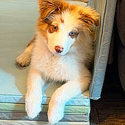 Ava a rejoint le concours — aidez-le/la à gagner de superbes lots ! puppy, dog, heterochromia, blue_eye, brown_eye, fluffy, cushions, stacked_cushions, wooden_floor, indoor, pet, cute, animal, young_dog, white_fur, brown_fur, relaxed, curious, paw, nose