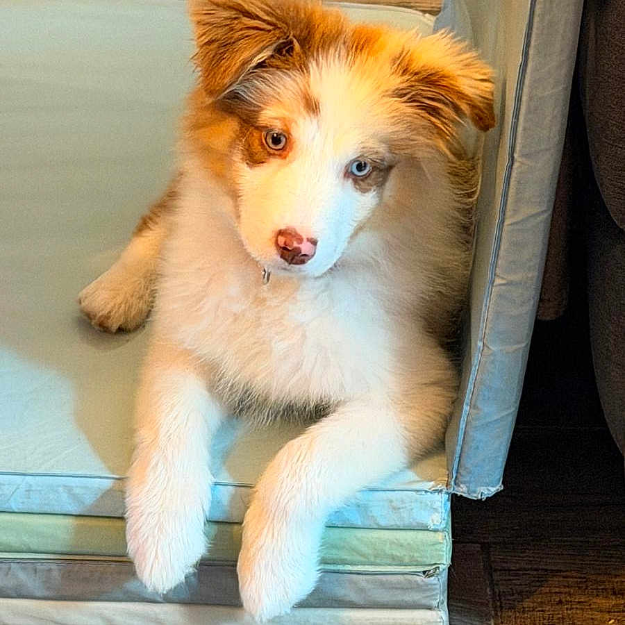 Ava a rejoint le concours — aidez-le/la à gagner de superbes lots ! animal, blue_eye, brown_eye, brown_fur, curious, cushions, cute, dog, fluffy, heterochromia, indoor, nose, paw, pet, puppy, relaxed, stacked_cushions, white_fur, wooden_floor, young_dog