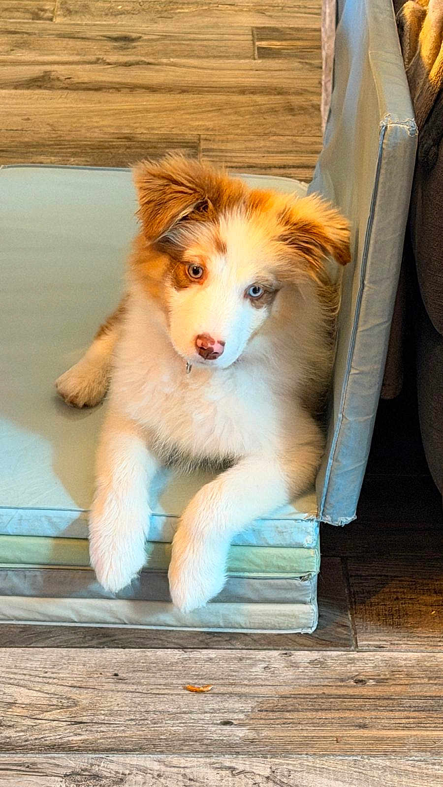 Ava a rejoint le concours — aidez-le/la à gagner de superbes lots ! puppy, dog, heterochromia, blue_eye, brown_eye, fluffy, cushions, stacked_cushions, wooden_floor, indoor, pet, cute, animal, young_dog, white_fur, brown_fur, relaxed, curious, paw, nose