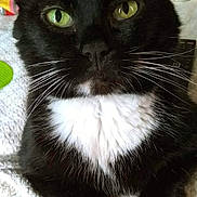 Katty Kat is registered to the contest to win money with this photo: cat, tuxedo_cat, black_fur, white_fur, green_eyes, whiskers, ears, paws, animal, pet, portrait, close_up, indoors, blanket, bedding, sitting, front_facing, alert, cute, domestic_cat