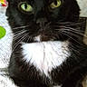 cat, tuxedo_cat, black_fur, white_fur, green_eyes, whiskers, ears, paws, animal, pet, portrait, close_up, indoors, blanket, bedding, sitting, front_facing, alert, cute, domestic_cat