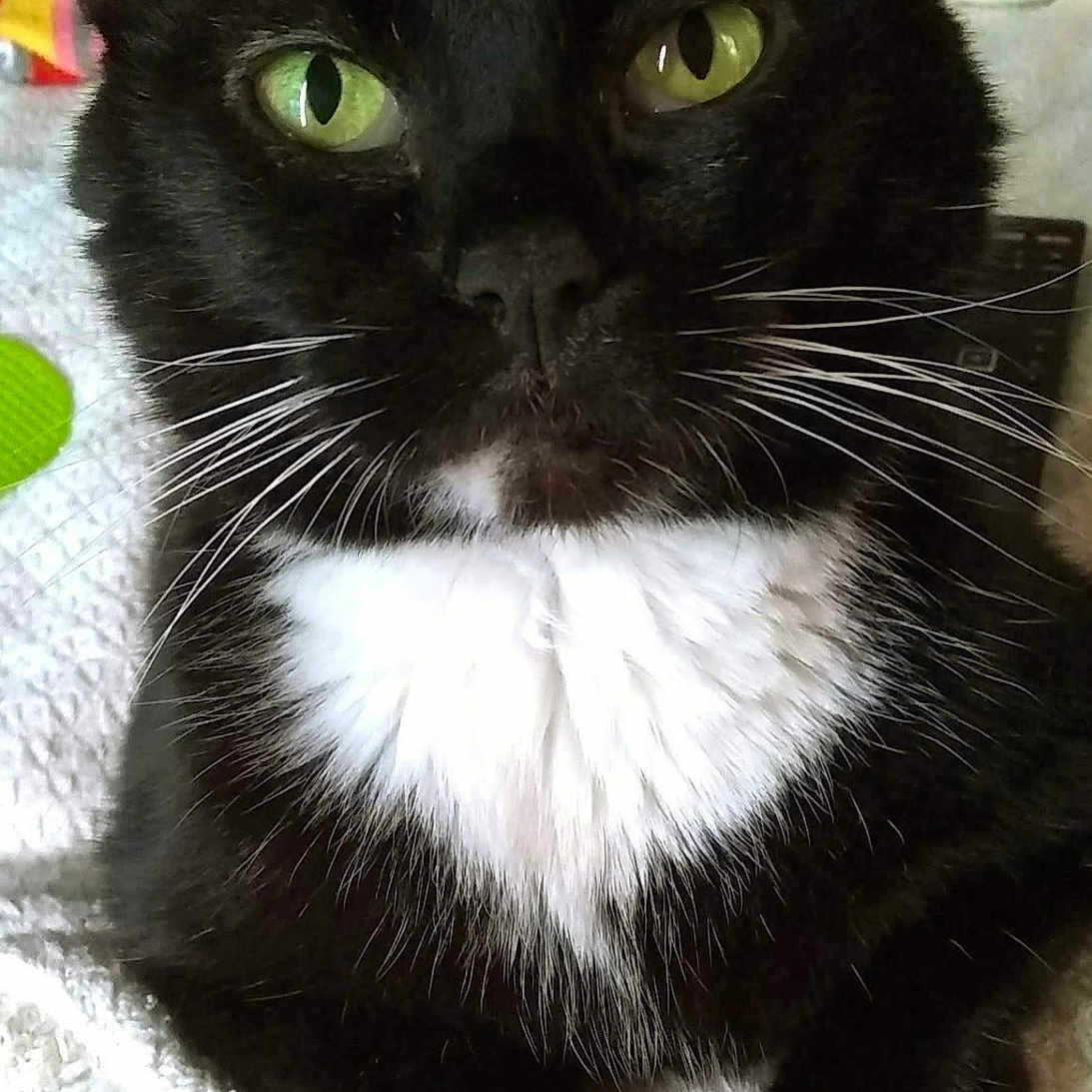 Katty Kat is registered to the contest to win money with this photo: cat, tuxedo_cat, black_fur, white_fur, green_eyes, whiskers, ears, paws, animal, pet, portrait, close_up, indoors, blanket, bedding, sitting, front_facing, alert, cute, domestic_cat