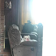 Pepe joined the competition — help win amazing prizes! dog, bulldog, recliner, sofa, couch, living_room, curtains, sunlight, furniture, pet, indoors, home, cozy, window, armrest, relaxing, bright, comfortable, domestic, animal