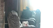 Pepe joined the competition — help win amazing prizes! animal, armrest, bright, bulldog, comfortable, couch, cozy, curtains, dog, domestic, furniture, home, indoors, living_room, pet, recliner, relaxing, sofa, sunlight, window