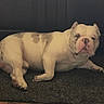 Pepe is registered to the contest to win money with this photo: animal, brown_spots, bulldog, cabinet, canine, carpet, cute, dog, domestic_animal, floor, indoor, looking_at_camera, lying_down, mammal, pet, portrait, relaxed, short_hair, stocky, white