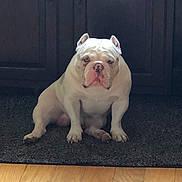 Pepe joined the competition — help win amazing prizes! animal, bulldog, cabinet, canine, carpet, dog, domestic, ears_up, floor, furniture, house, indoor, looking_at_camera, pet, portrait, short_hair, sitting, stocky, white_dog, wooden_floor