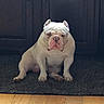 animal, bulldog, cabinet, canine, carpet, dog, domestic, ears_up, floor, furniture, house, indoor, looking_at_camera, pet, portrait, short_hair, sitting, stocky, white_dog, wooden_floor