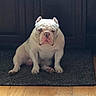 Pepe is registered to the contest to win money with this photo: animal, bulldog, cabinet, canine, carpet, companion, cute, dog, domestic_animal, flooring, fur, household, indoor, paw, pet, pet_indoor, portrait, sitting, white_dog, wooden_floor