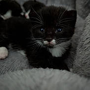 Moustachio joined the competition — help win amazing prizes! adorable, animal, black_and_white, blurred_background, close_up, cozy, cute, feline, fur, fuzzy_blanket, indoor, kitten, multiple_kittens, pet, resting, sleepy, small, soft_texture, whiskers, young