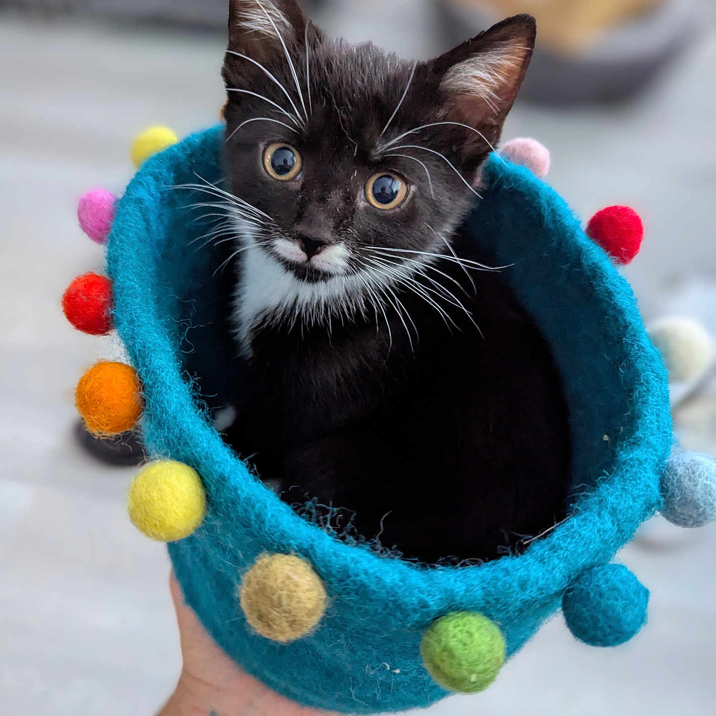 Moustachio joined the competition — help win amazing prizes! animal, basket, black_and_white, cat, close_up, colorful, cozy, curious, cute, domestic_animal, feline, felted, hand, indoor, kitten, pet, pom_poms, small, soft_texture, tattoo
