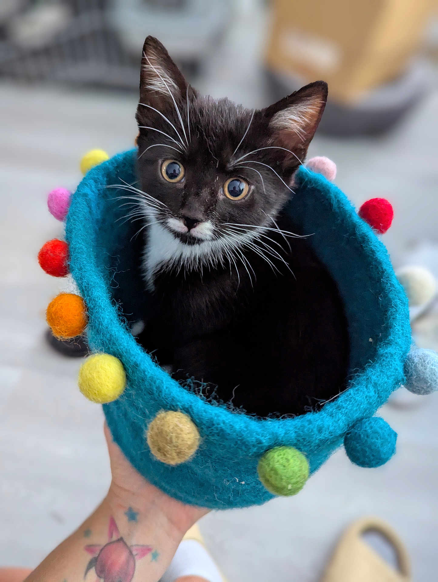 Moustachio joined the competition — help win amazing prizes! animal, basket, black_and_white, cat, close_up, colorful, cozy, curious, cute, domestic_animal, feline, felted, hand, indoor, kitten, pet, pom_poms, small, soft_texture, tattoo