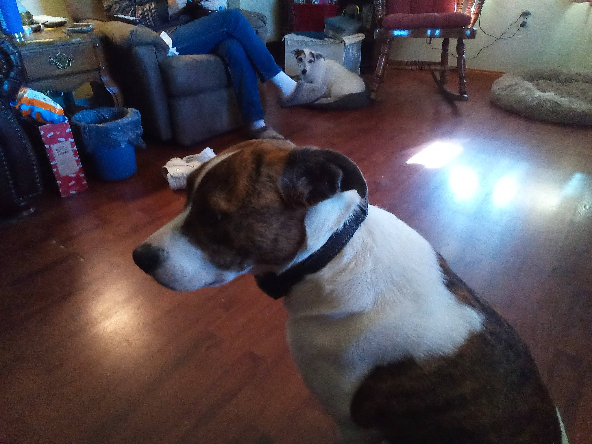 Duck joined the competition — help win amazing prizes! carnivore, chair, collar, comfort, companion_dog, couch, dog, dog_breed, dog_collar, fawn, floor, flooring, hardwood, living_room, luggage_and_bags, pet_supply, tail, whiskers, wood, working_animal