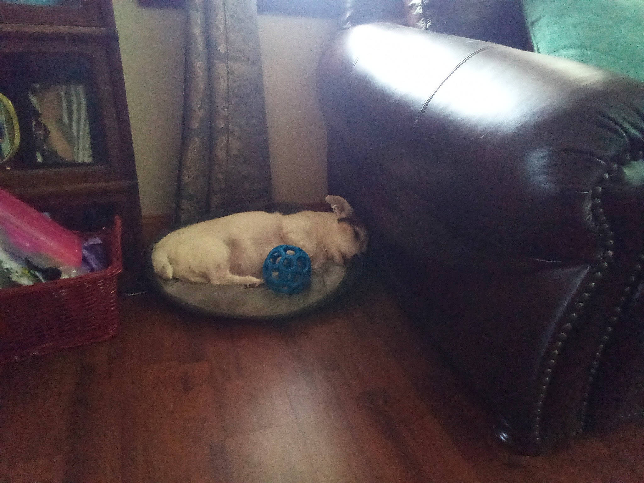 Duck is registered to the contest to win money with this photo: armrest, carnivore, comfort, companion_dog, couch, dog_breed, fawn, felidae, floor, flooring, foot, hardwood, laminate_flooring, living_room, mammal, picture_frame, studio_couch, tail, whiskers, wood