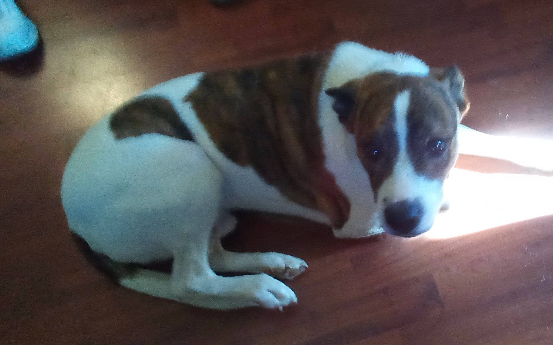 Duck joined the competition — help win amazing prizes! ancient_dog_breeds, bored, carnivore, companion_dog, dog, dog_breed, fawn, floor, flooring, hardwood, irishjacks, non_sporting_group, paw, sporting_group, tail, terrestrial_animal, terrier, whiskers, wood, working_animal