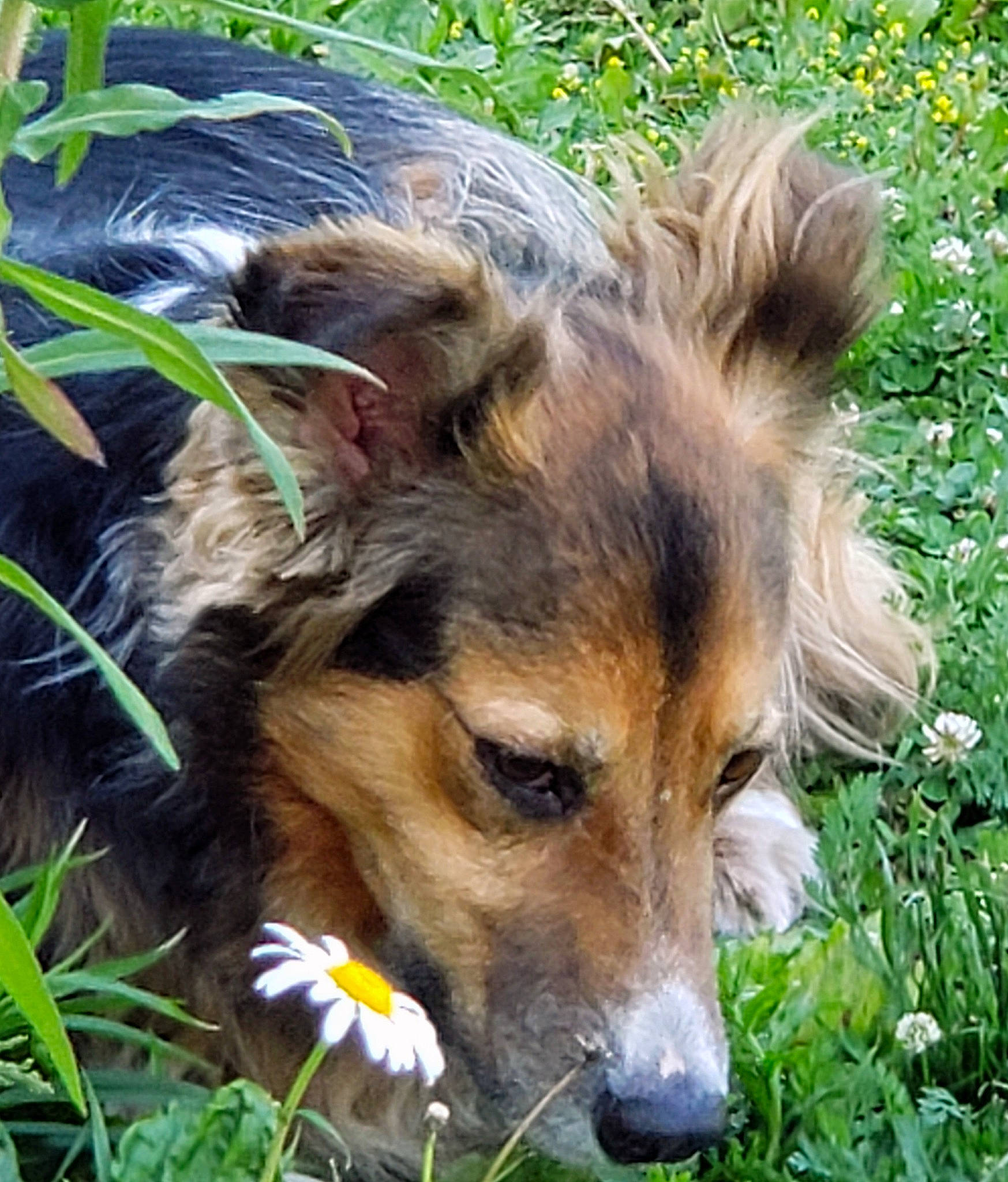 Trucker joined the competition — help win amazing prizes! canidae, carnivore, companion_dog, dog, dog_breed, fawn, flower, fur, grass, grassland, natural_landscape, people_in_nature, plant, rough_collie, scotch_collie, snout, sporting_group, terrestrial_animal, whiskers, wildlife