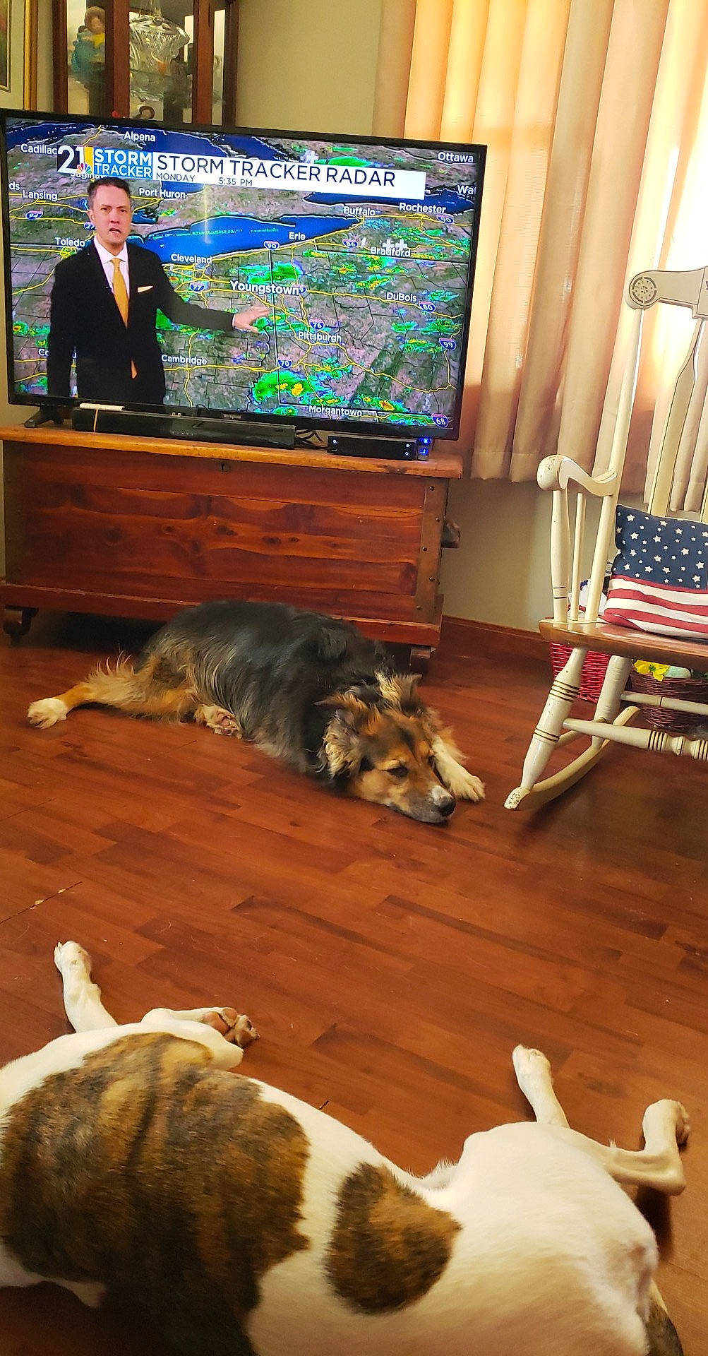 Trucker joined the competition — help win amazing prizes! bookcase, carnivore, companion_dog, dog, dog_breed, event, felidae, floor, flooring, hardwood, laminate_flooring, living_room, mammal, room, sporting_group, suit, tail, television, wood, wood_stain