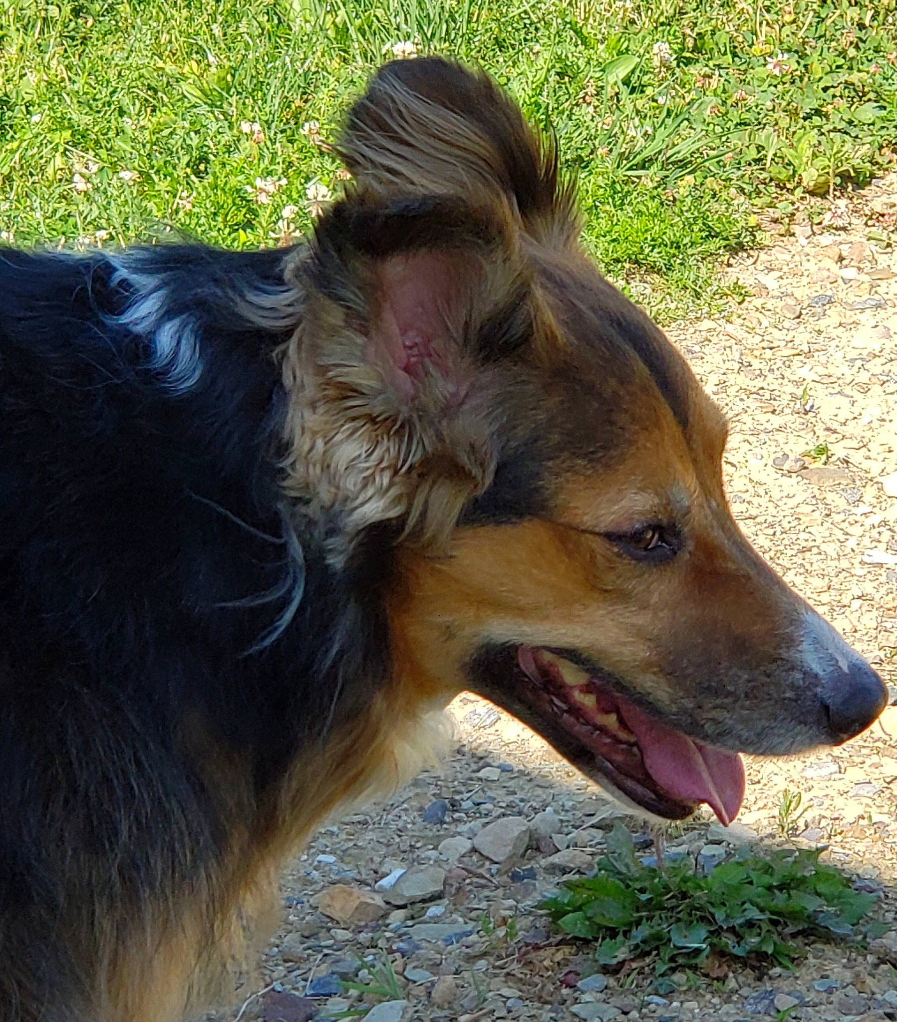 Trucker joined the competition — help win amazing prizes! canidae, carnivore, collar, companion_dog, dog, dog_breed, fawn, fur, grass, liver, old_german_shepherd_dog, plant, snout, sporting_group, terrestrial_animal, whiskers, wildlife, working_animal, working_dog