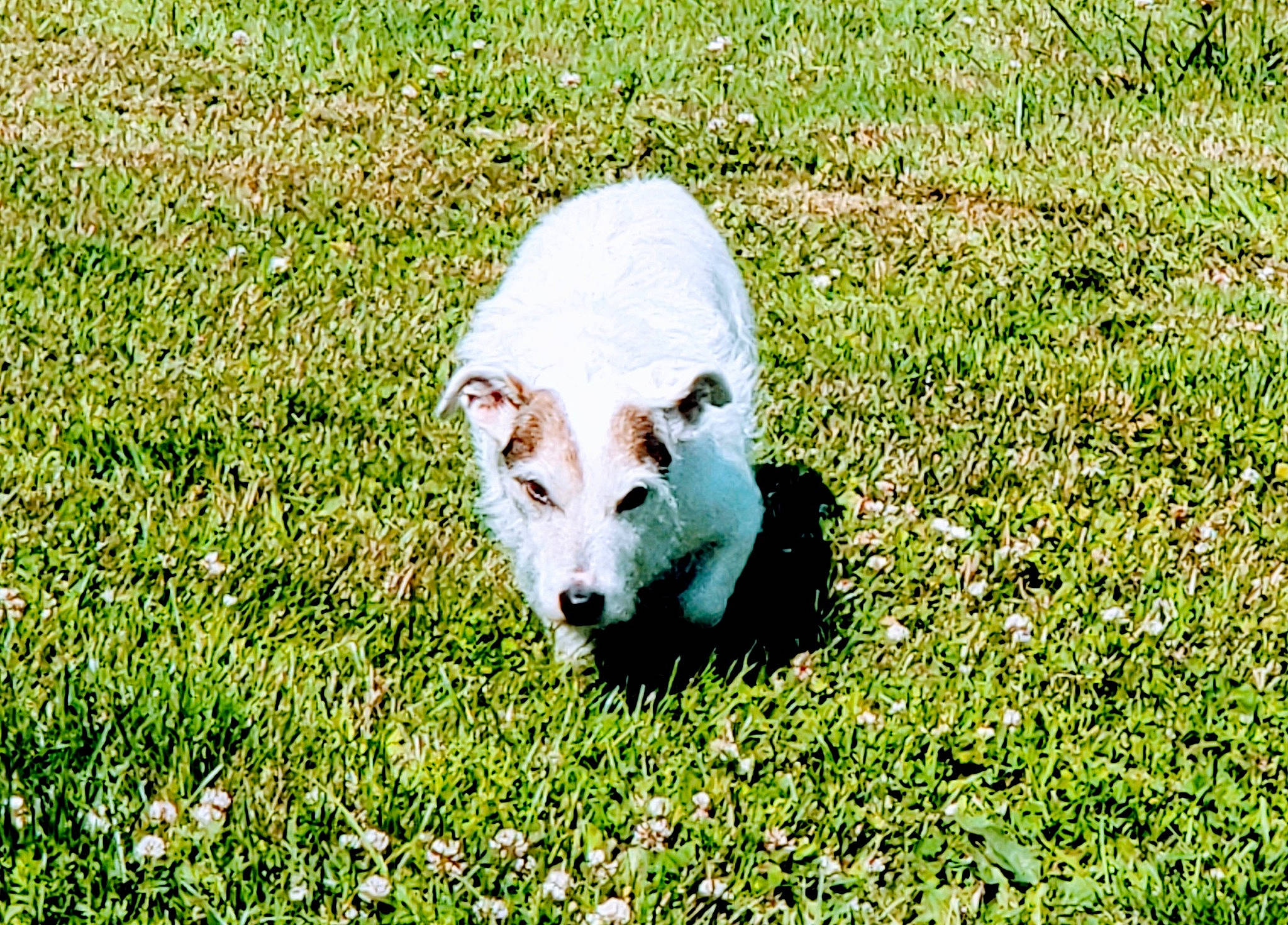 Jethro joined the competition — help win amazing prizes! canidae, companion_dog, dog_breed, field, grass, grassland, grazing, groundcover, herbaceous_plant, livestock, meadow, pasture, paw, people_in_nature, plant, prairie, terrestrial_animal