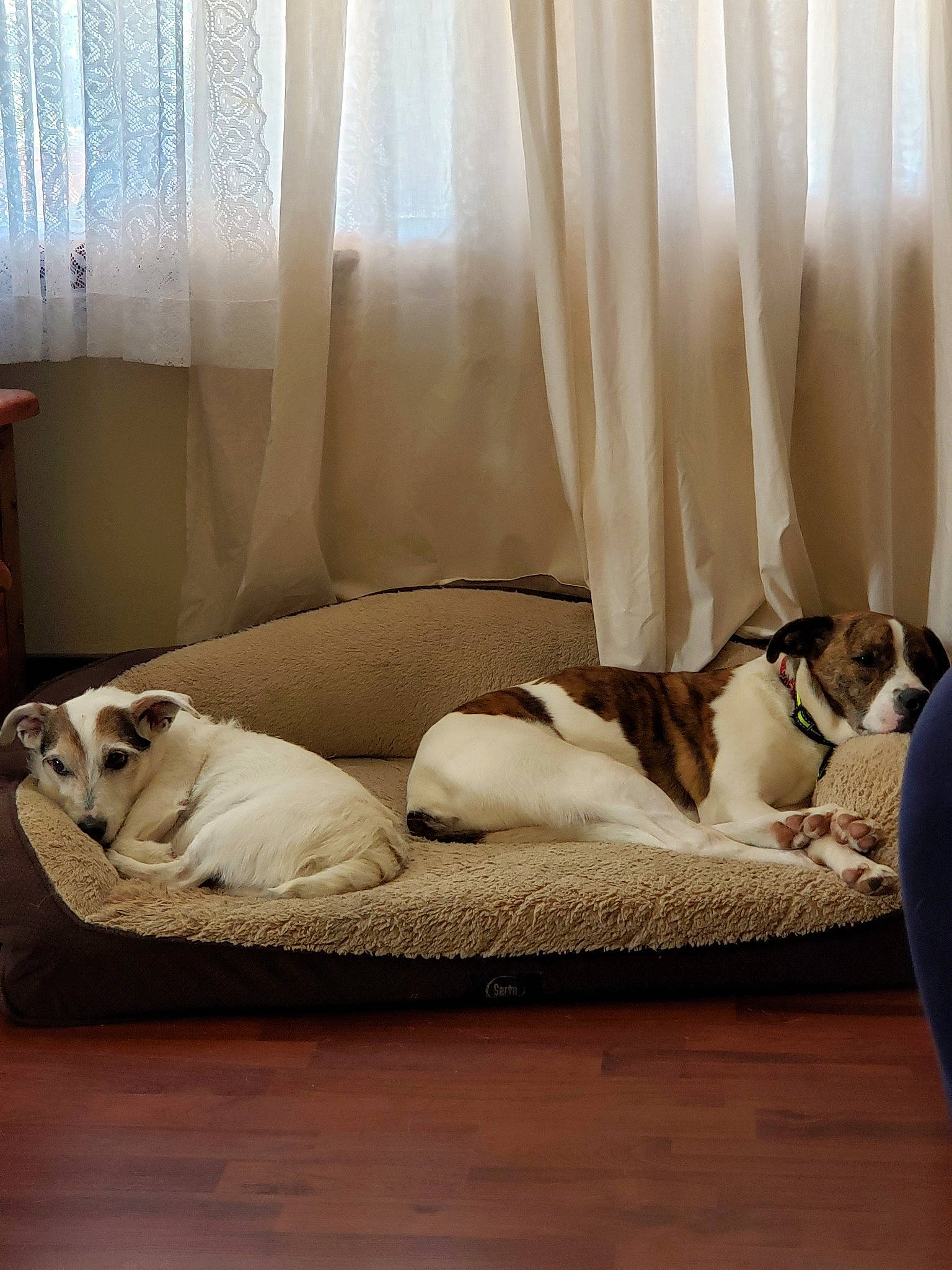 Jethro is registered to the contest to win money with this photo: carnivore, comfort, companion_dog, couch, curtain, dog, dog_breed, dog_supply, fawn, floor, flooring, grey, hardwood, interior_design, linens, sporting_group, tints_and_shades, window, window_treatment, wood