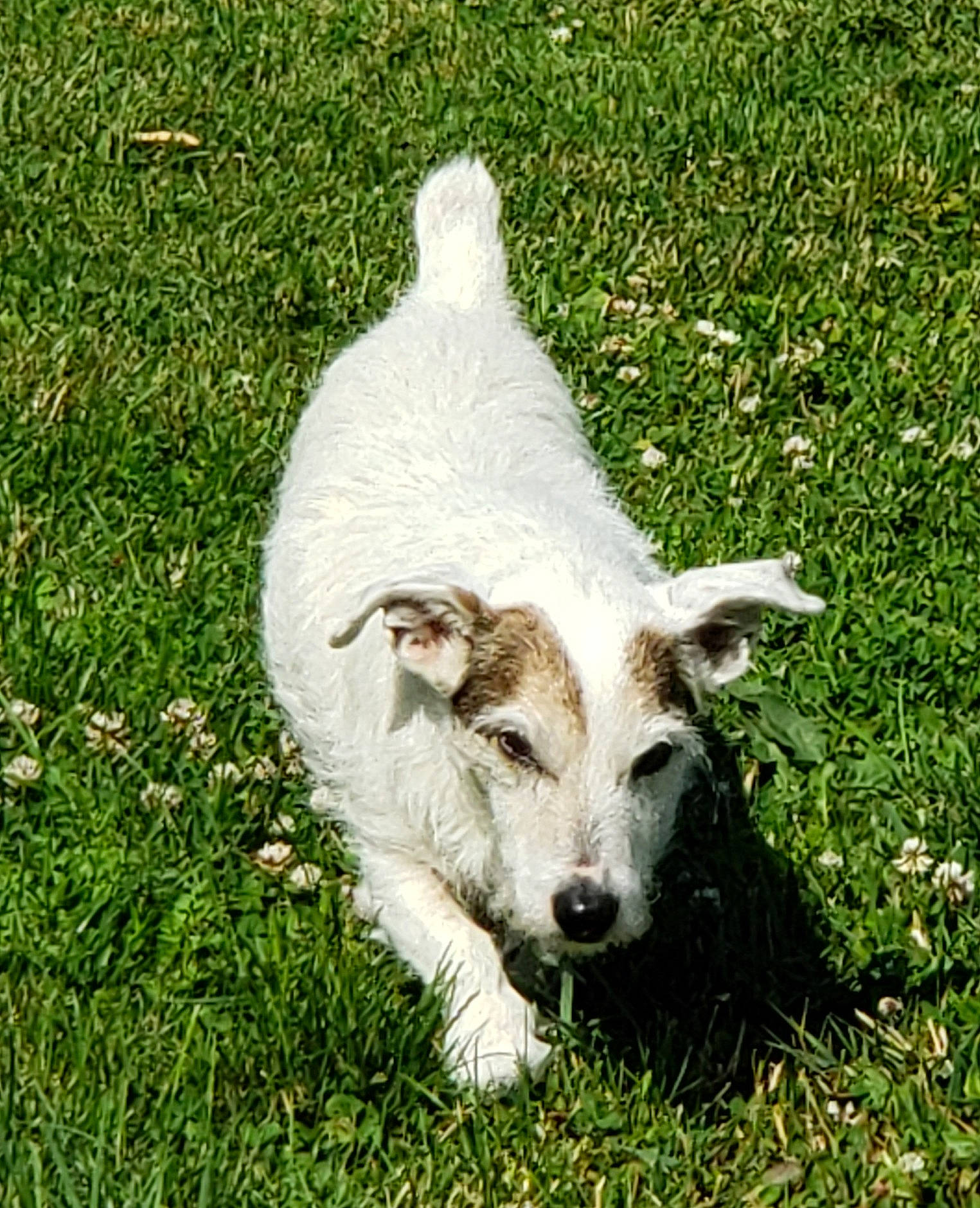 Jethro joined the competition — help win amazing prizes! companion_dog, dog_breed, fawn, goat, goat_antelope, goats, grass, grassland, grazing, groundcover, livestock, meadow, pasture, plant, sheep, snout, tail, terrestrial_animal, working_animal