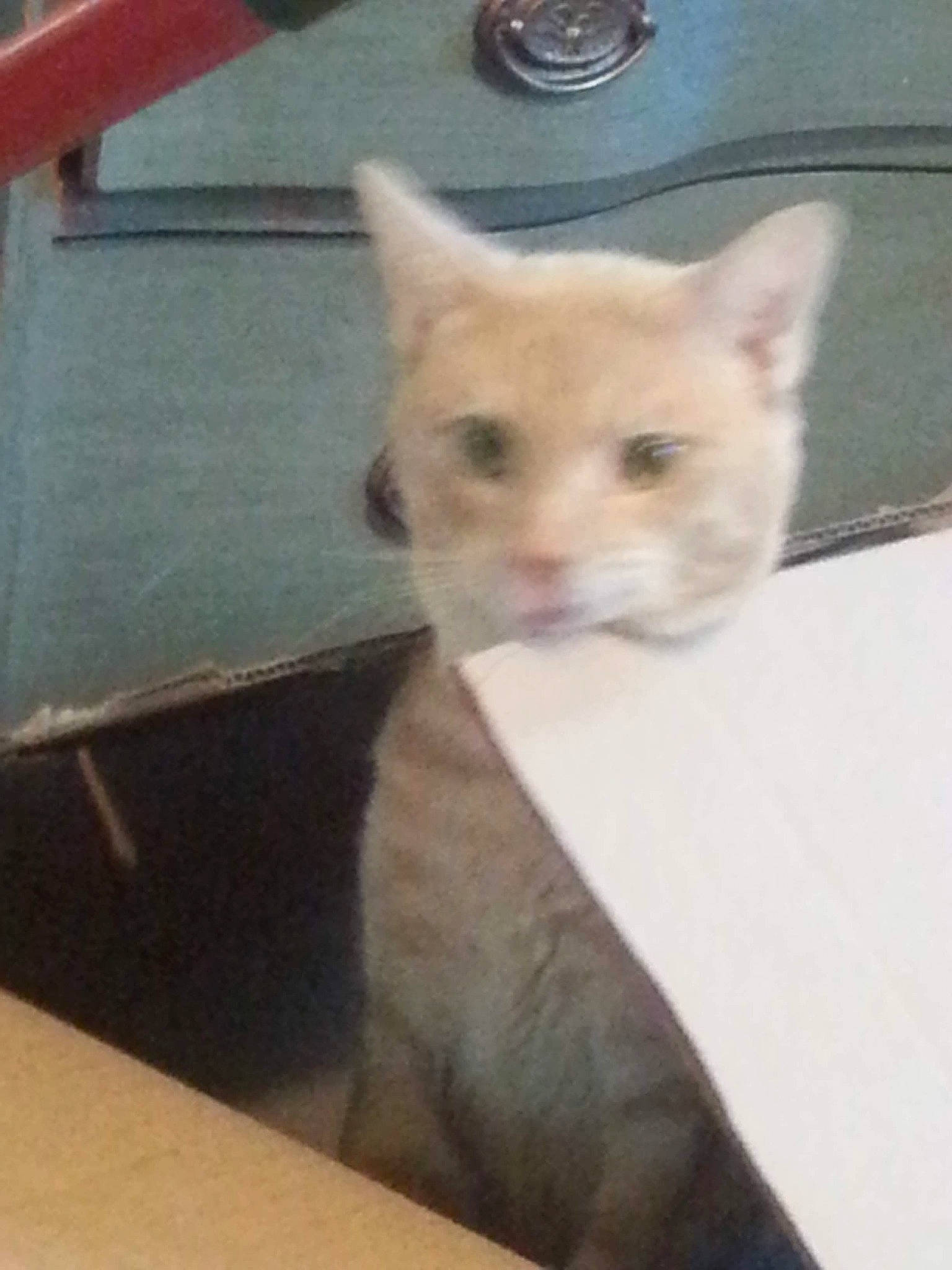 Griffin joined the competition — help win amazing prizes! carnivore, cat, domestic_short_haired_cat, fawn, felidae, fur, paw, small_to_medium_sized_cats, snout, tail, terrestrial_animal, whiskers