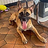 dog, tongue, floor, tile, indoor, chair, plush_toy, pet, animal, happy, panting, ears, brown, black, snout, fur, domestic, cute, resting, looking