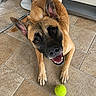dog, tennis_ball, indoor, tile_floor, pet, playful, smiling, brown_dog, ears, animal, canine, looking_up, floor, cute, domestic_animal, happy, waiting, toy, companion, friendly