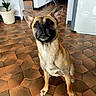 dog, indoor, floor, tile_floor, potted_plant, plant, furniture, wall, ears, pet, animal, brown_dog, sitting, looking_up, home_interior, house, dog_face, canine, domestic_animal, room
