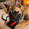 dog, puppy, toy, chewing, bed, blanket, indoor, cozy, lamp, stone_wall, wooden_floor, pet, playful, fur, ears, paw, resting, comfort, animal, cute