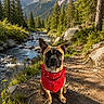 dog, bandana, red_bandana, outdoor, forest, mountain, stream, trail, rocks, trees, sunlight, nature, canine, pet, animal, landscape, scenic, pine_trees, snow_capped, path