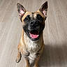 dog, canine, pet, smiling, ears, tongue, floor, wooden_floor, indoor, looking_up, happy, animal, mammal, sitting, friendly, cute, domestic_animal, fur, portrait, attention