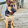 Rocky is registered to the contest to win money with this photo: dog, german_shepherd, puppy, animal, pet, sitting, wooden_dock, lake, water, outdoor, nature, reed, fence, calm, quiet, canine, fur, ears, collar, young