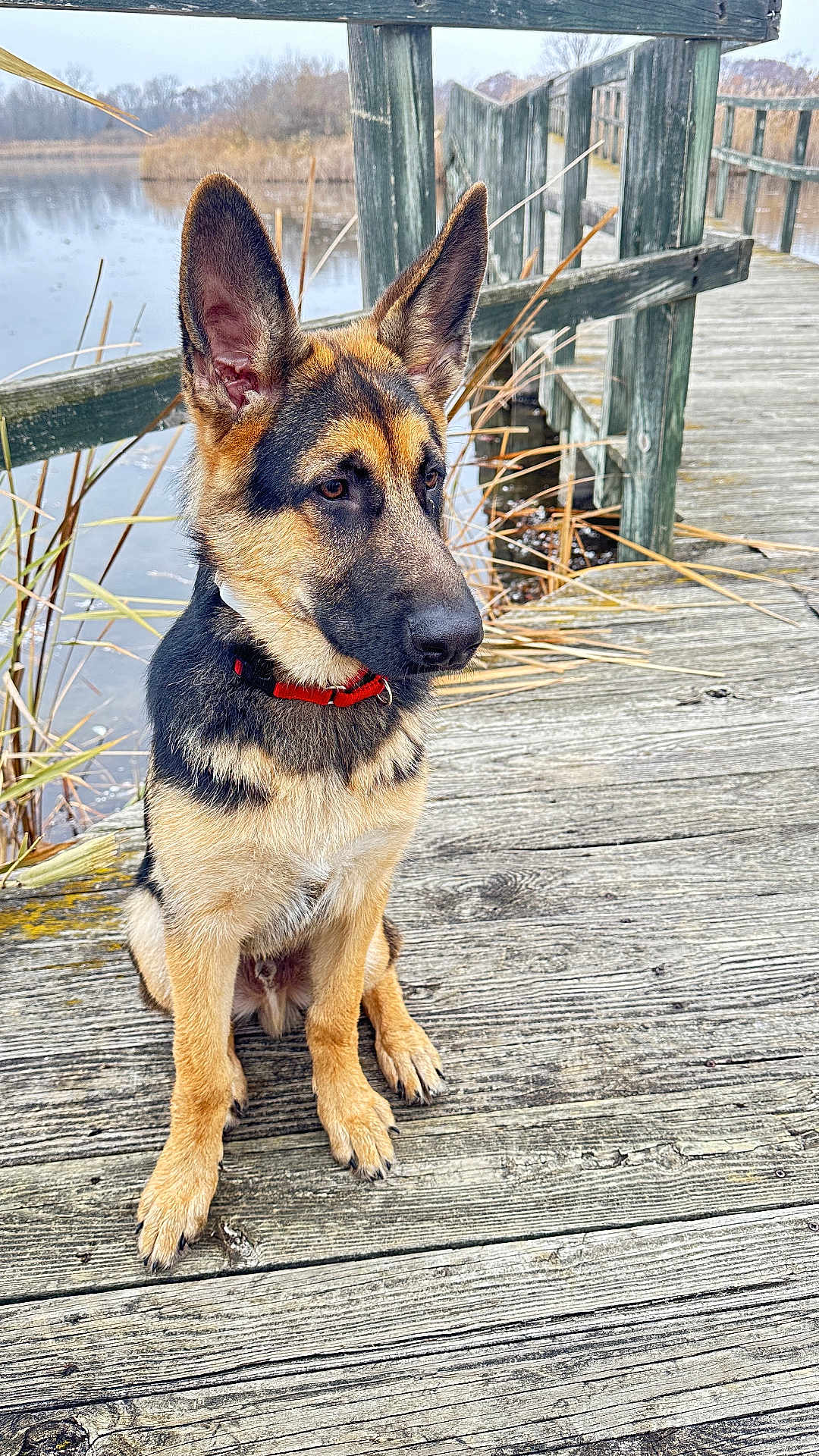 Rocky is registered to the contest to win money with this photo: dog, german_shepherd, puppy, animal, pet, sitting, wooden_dock, lake, water, outdoor, nature, reed, fence, calm, quiet, canine, fur, ears, collar, young