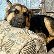 Rocky joined the competition — help win amazing prizes! dog, german_shepherd, sleeping, couch, blanket, indoor, pet, relaxed, fur, resting, animal, close_up, comfort, home, canine, snout, ears, patterned_fabric, laying_down, domestic