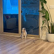 Rocky joined the competition — help win amazing prizes! dog, small_dog, wooden_floor, sliding_door, glass_door, reflection, indoor_plant, potted_plant, living_room, interior, flooring, house, home, pet, animal, quiet, still_life, calm, natural_light, modern_home