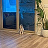 animal, calm, dog, flooring, glass_door, home, house, indoor_plant, interior, living_room, modern_home, natural_light, pet, potted_plant, quiet, reflection, sliding_door, small_dog, still_life, wooden_floor