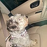 Rocky is registered to the contest to win money with this photo: dog, pet, car, seat, seatbelt, harness, window, night, animal, fur, travel, transportation, interior, leather_seat, side_view, companion, domestic_animal, safety, vehicle, looking_out_window
