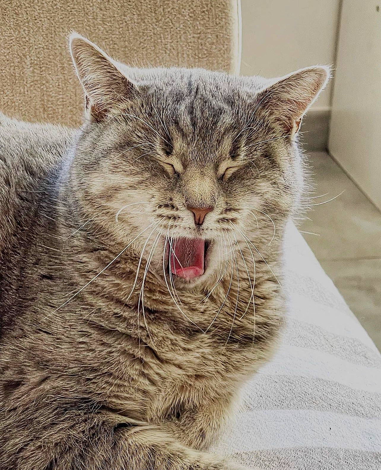 Peanut a rejoint le concours — aidez-le/la à gagner de superbes lots ! art, bobcat, carnivore, cat, claw, domestic_short_haired_cat, fang, felidae, fur, jaw, lynx, paw, photo_caption, small_to_medium_sized_cats, snout, terrestrial_animal, whiskers, window, yawn