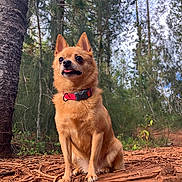 Chloe is registered to the contest to win money with this photo: dog, small_dog, forest, tree_trunk, outdoor, nature, animal, pet, red_collar, tongue_out, fur, canine, woods, tree, bark, sitting, daylight, leaf, ground, wildlife