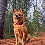dog, small_dog, forest, tree_trunk, outdoor, nature, animal, pet, red_collar, tongue_out, fur, canine, woods, tree, bark, sitting, daylight, leaf, ground, wildlife
