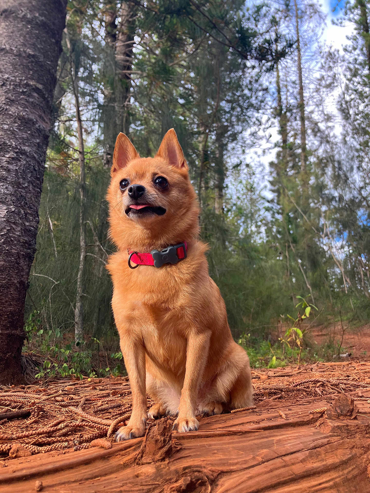 Chloe