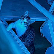 Arken participe au concours pour gagner de l'argent avec cette photo : animal, blue_light, cat, claws, curious, domestic, eye_contact, feline, fur, house, indoor, looking_up, paw, pet, playful, railing, stairs, tabby, whiskers, wood_floor