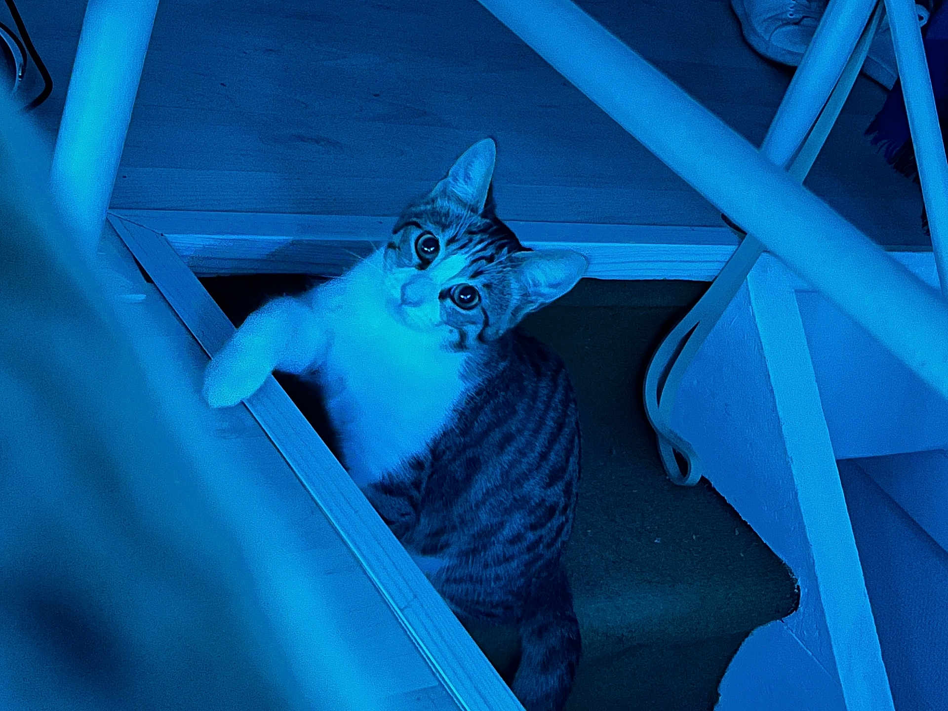 Arken participe au concours pour gagner de l'argent avec cette photo : animal, blue_light, cat, claws, curious, domestic, eye_contact, feline, fur, house, indoor, looking_up, paw, pet, playful, railing, stairs, tabby, whiskers, wood_floor