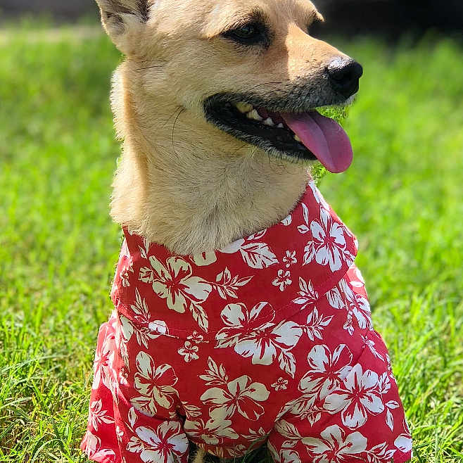 Stain is registered to the contest to win money with this photo: animal, canine, closeup, clothing, daytime, dog, ears_up, floral_pattern, grass, happy, nature, outdoor, pet, red, shirt, sitting, summer, sunlight, tongue_out, white