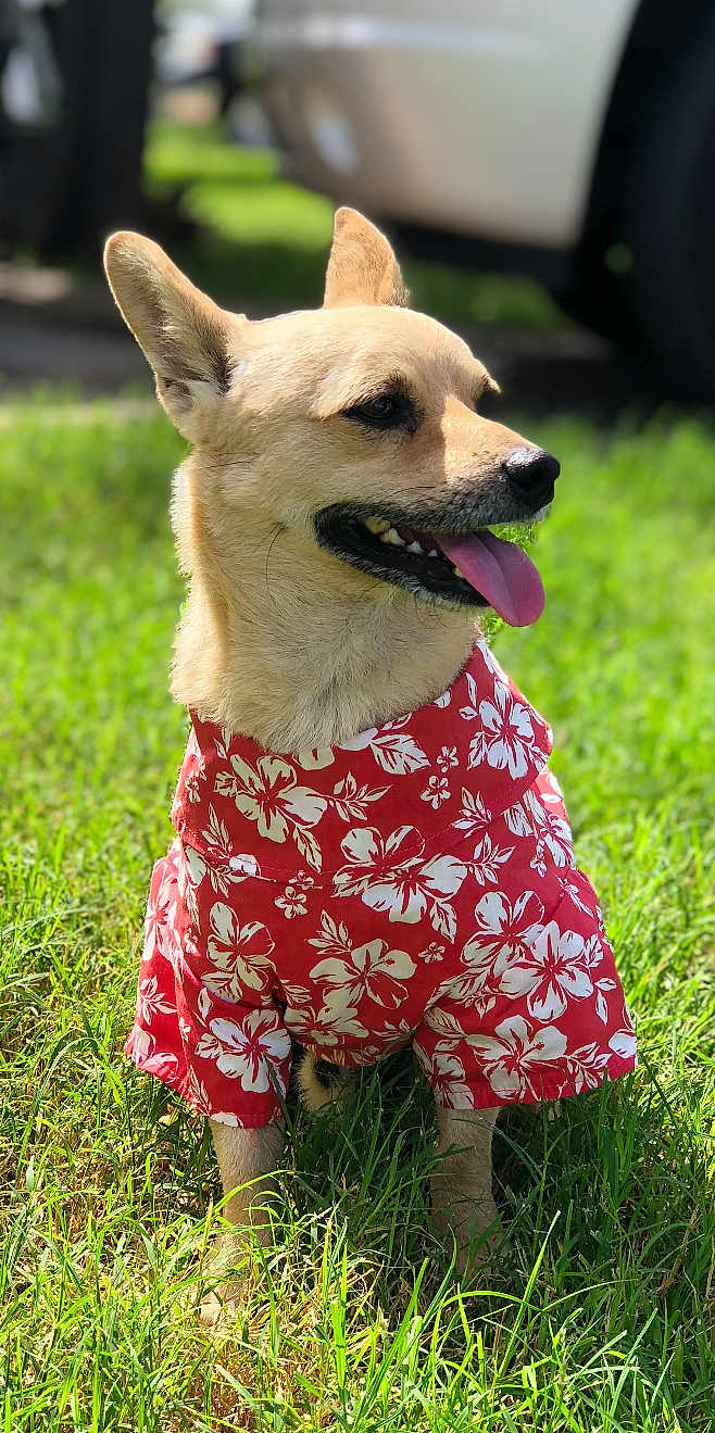 Stain is registered to the contest to win money with this photo: dog, canine, pet, animal, grass, outdoor, sunlight, shirt, clothing, red, white, floral_pattern, happy, tongue_out, ears_up, sitting, nature, summer, closeup, daytime
