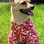Baby is registered to the contest to win money with this photo: dog, canine, pet, animal, grass, outdoor, sunlight, shirt, clothing, red, white, floral_pattern, happy, tongue_out, ears_up, sitting, nature, summer, closeup, daytime
